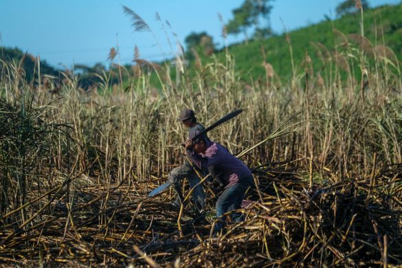 Se estima una molienda aproximada de un millón 150 mil toneladas de caña, con un rendimiento promedio cercano a las 115 toneladas por hectárea