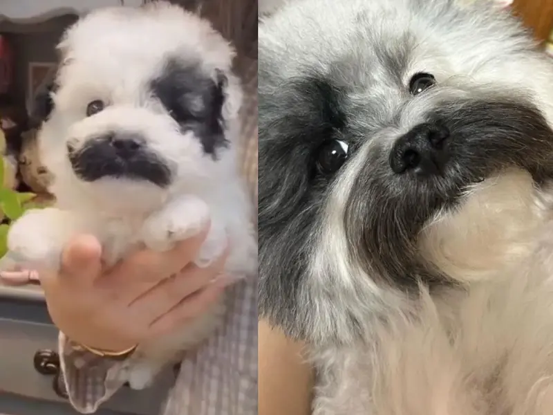 Perrito con bigote causa sensación en redes; esta es su historia 