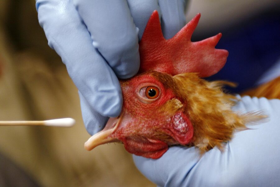 La gripe A subtipo H5N1 también conocida como la gripe aviar está generando preocupación a nivel global, debido a los altos índices de contagio y enfermedad, al ocurrir un brote viral en China, podría derivar en una pandemia.