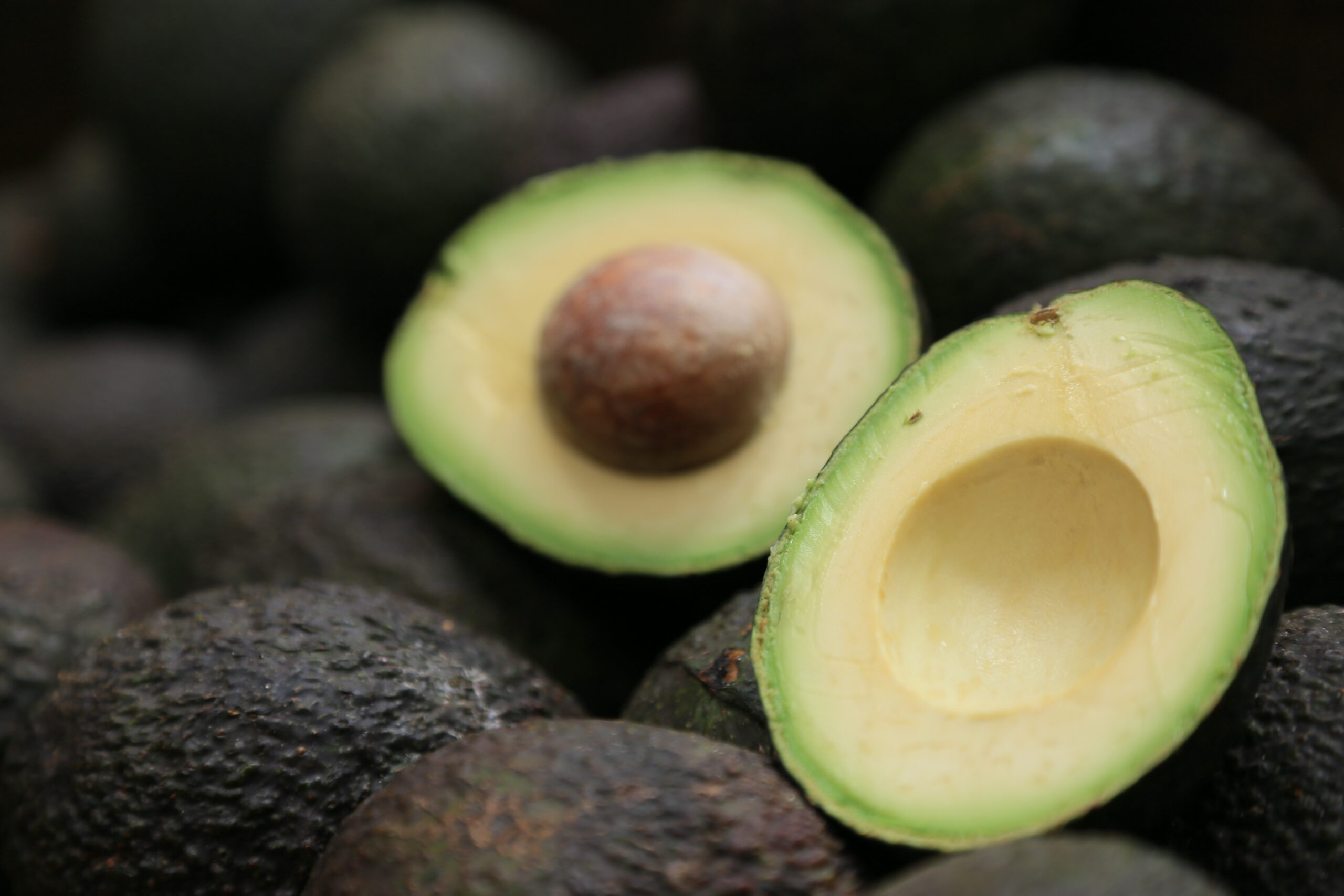 Disminuye 20% la producción de aguacate en Jalisco