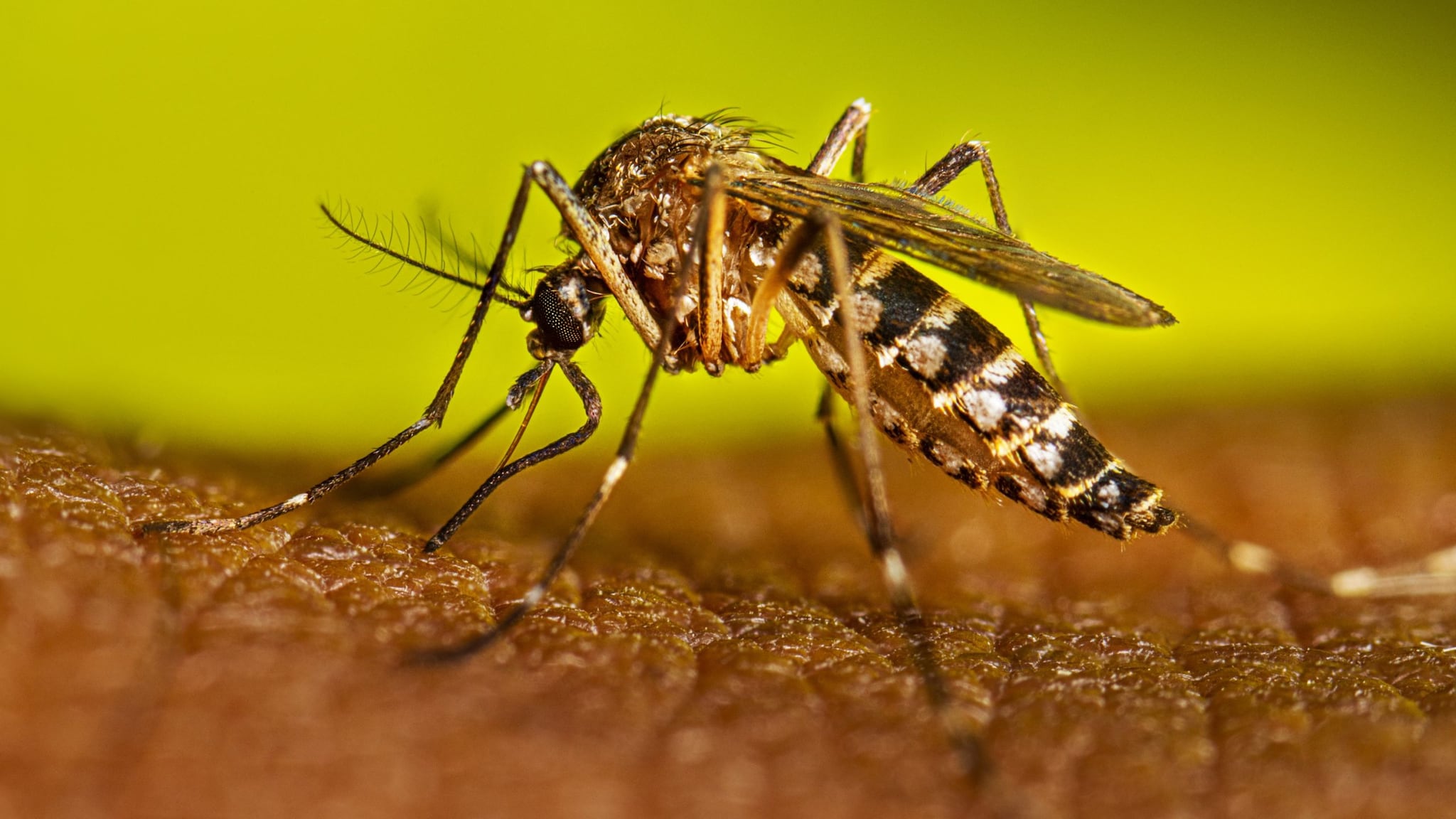 En un año aumentan más de 8 veces el número de muertes de dengue en nuestro país.