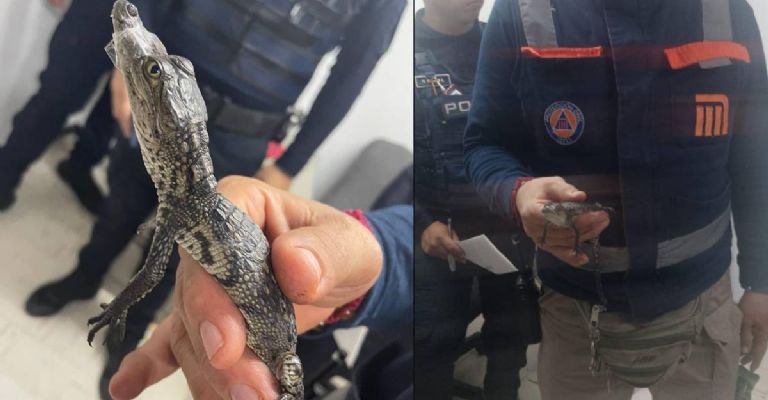 Salvan a cría de cocodrilo en una estación del metro de la CDMX
