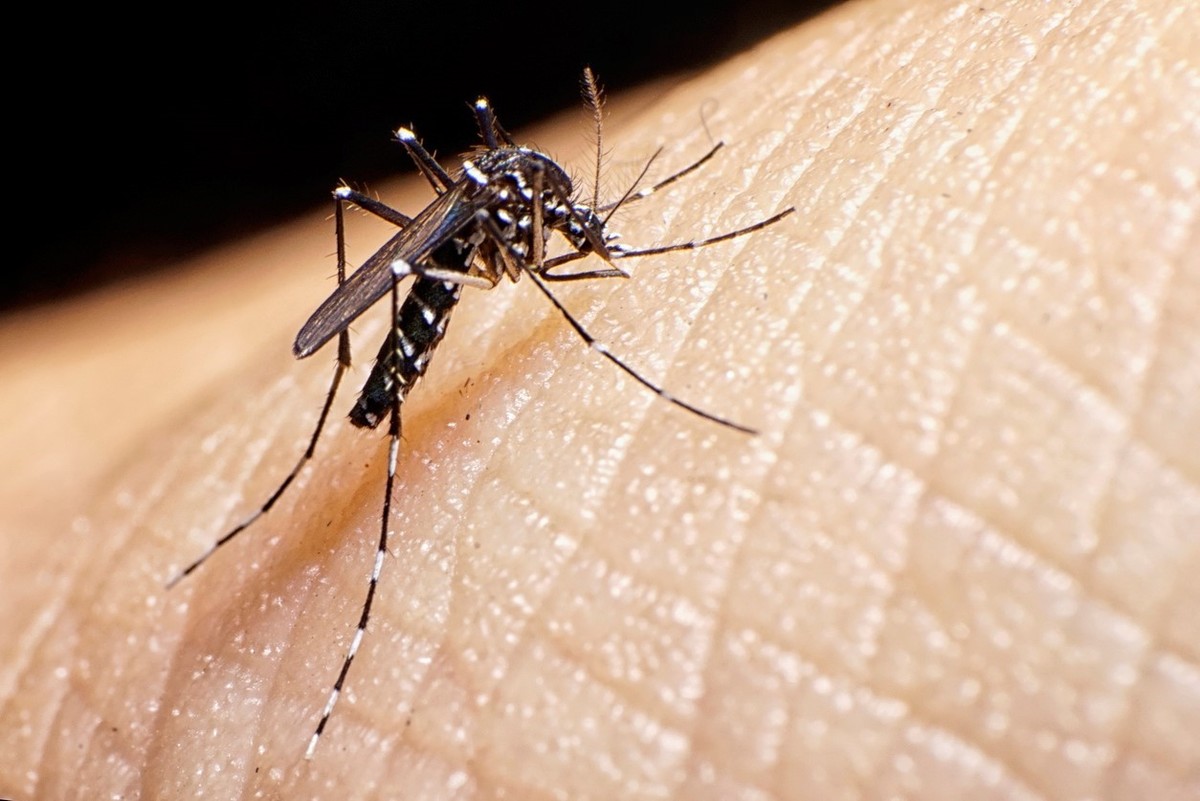 Disminuyen casos de dengue en José María Morelos