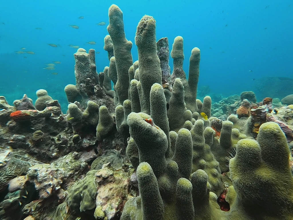 Desaparece el Coral Pilar en Quintana Roo por la contaminación