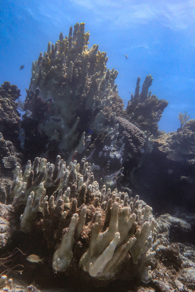 Desaparece el Coral Pilar en Quintana Roo por la contaminación