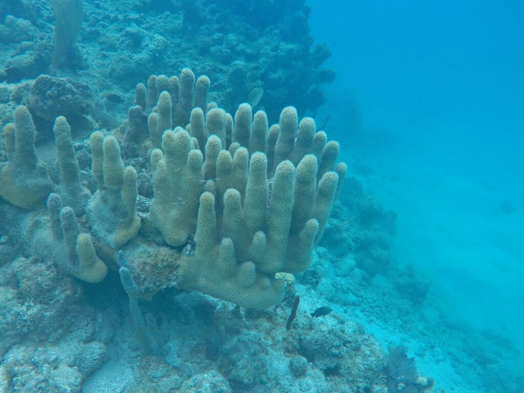 Desaparece el Coral Pilar en Quintana Roo por la contaminación