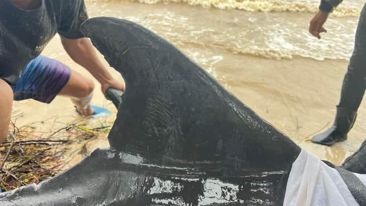 Recatan a delfín herido en Mahahual por tormenta tropical Nadine