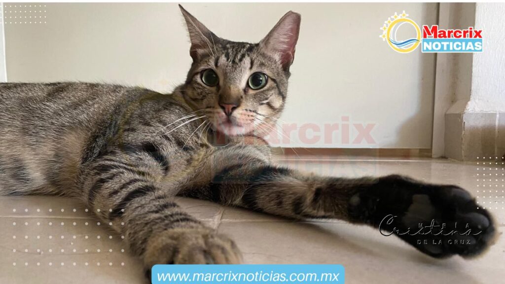 Analiza Fiscalía de Quintana Roo 35 denuncias sobre sobre presunta crueldad animal