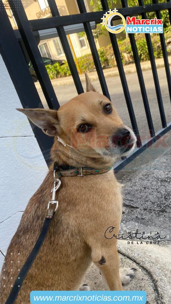 Organizan campaña de esterilización gratuita para perros y gatos en Playa del Carmen