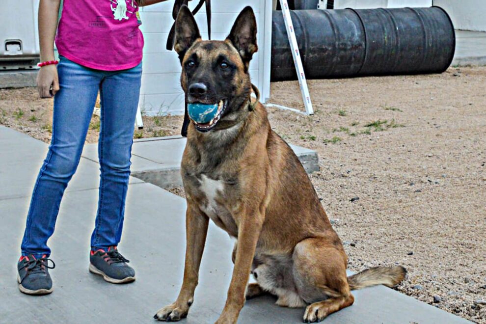 Investigan la muerte de “Grof”, un K-9 de Baja California Sur