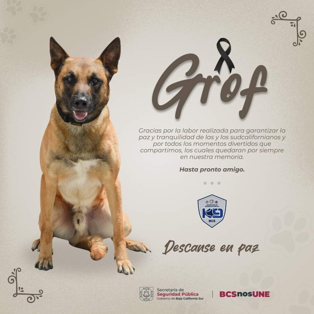 Investigan la muerte de “Grof”, un K-9 de Baja California Sur