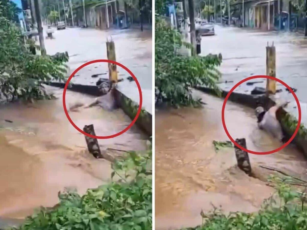Río al sur de Veracruz arrastra a un hombre; está desaparecido