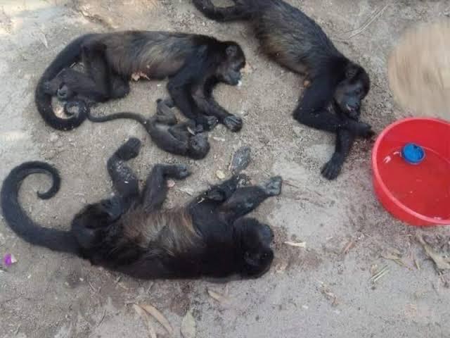 Avalan científicos internacionales gravedad de muerte de monos saraguato en Tabasco