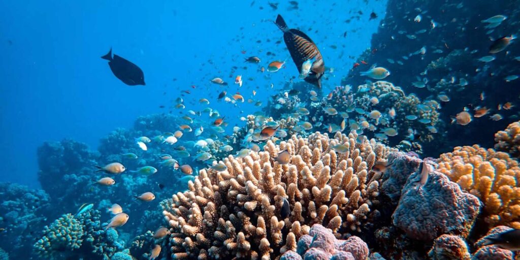 Sumergirán en Punta Nizuc siete piezas que servirán como hábitats naturales