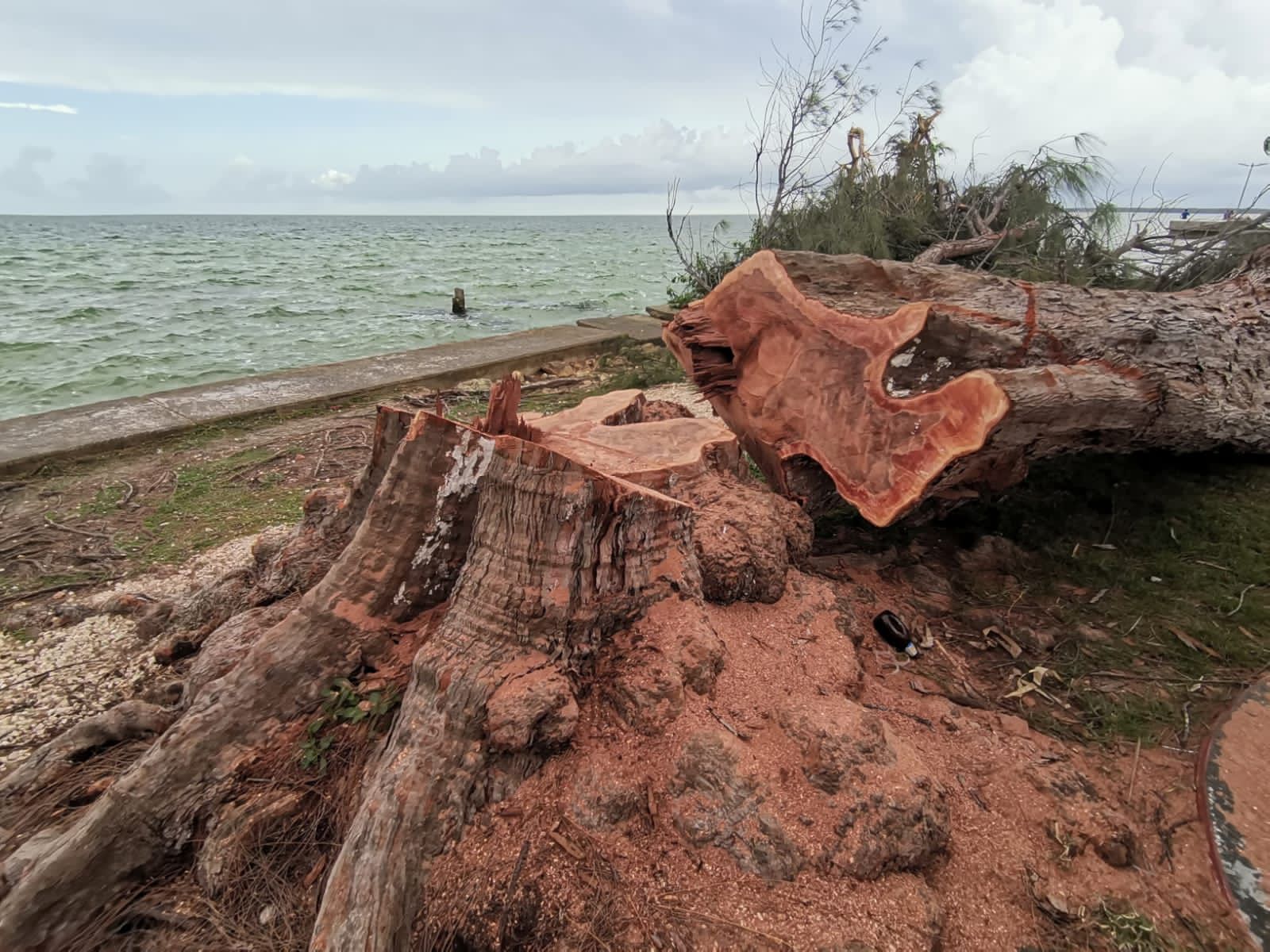 Revisarán tala clandestina en Playa del Carmen