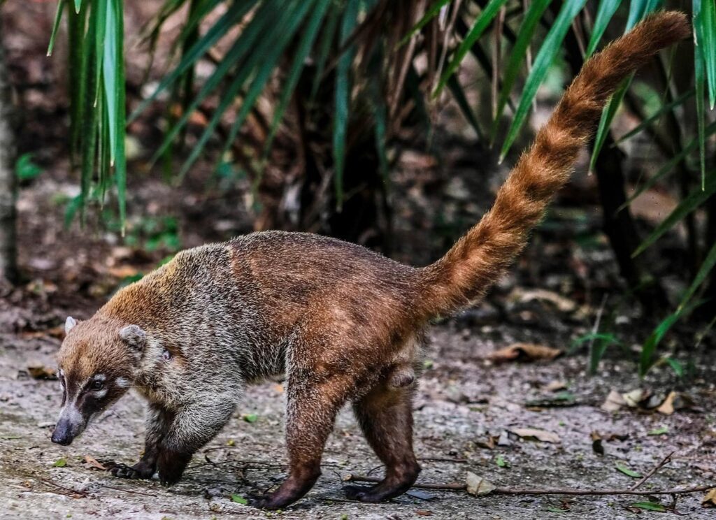 Aumentarán entre 10 y 15% el presupuesto para proteger áreas naturales en Quintana RooAumentarán entre 10 y 15% el presupuesto para proteger áreas naturales en Quintana Roo