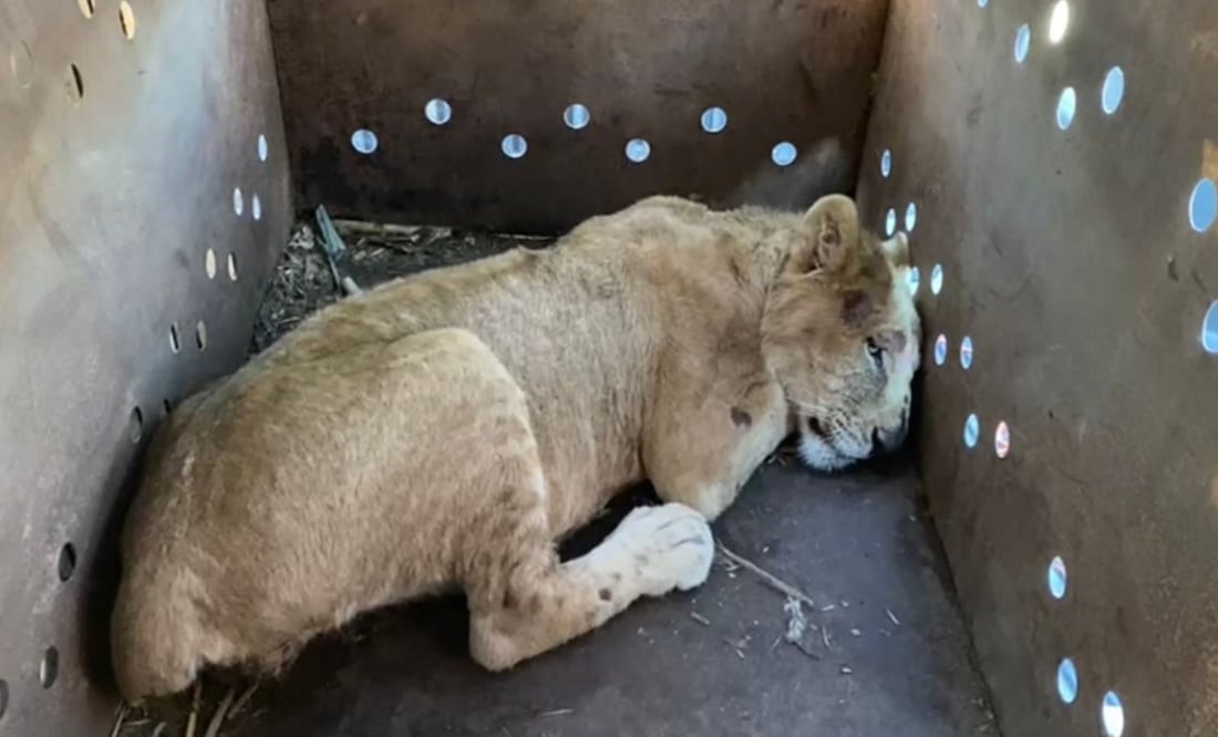 Rescatan en Sinaloa a un cachorro de león que estaba en un remolque