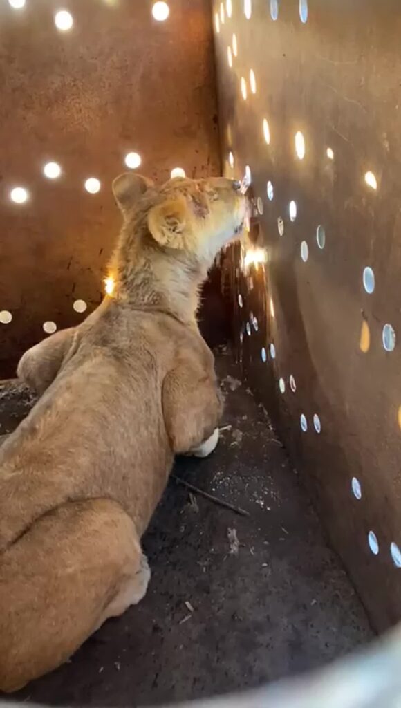 Rescatan en Sinaloa a un cachorro de león que estaba en un remolque