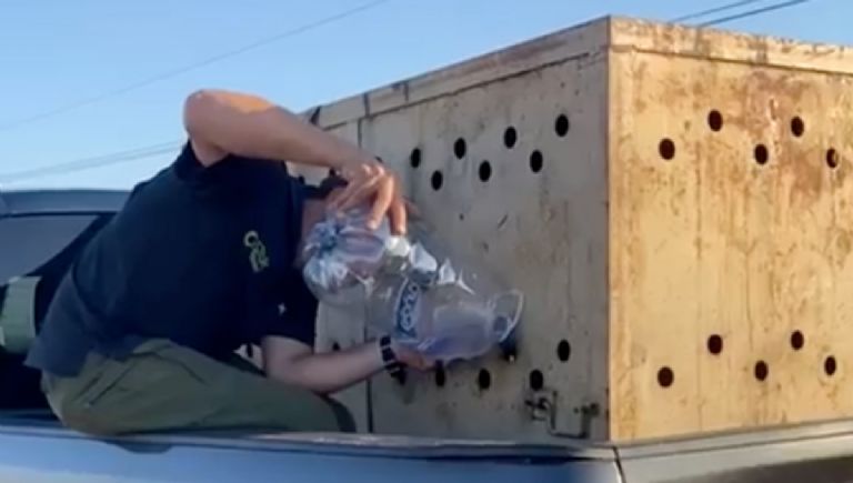 Rescatan en Sinaloa a un cachorro de león que estaba en un remolque