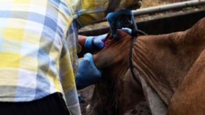 Colocan más de medio millón de trampas para detener al gusano barrenador en México