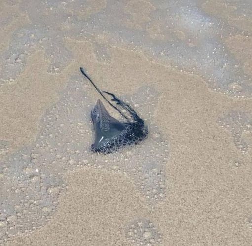 Familia sufre picaduras de medusas en Yucatán
