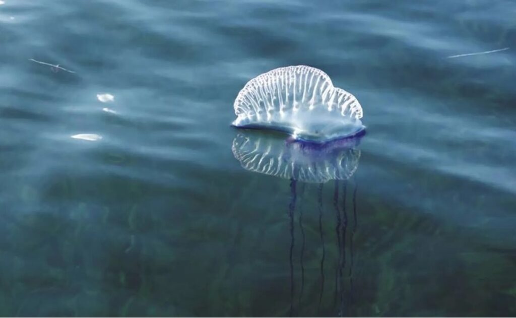 Familia sufre picaduras de medusas en Yucatán