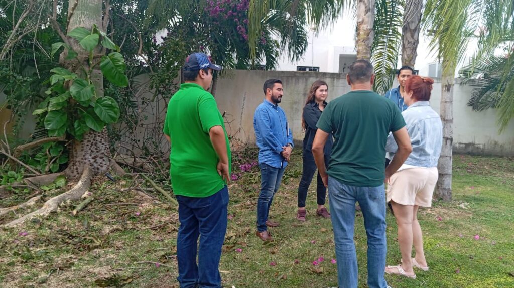 Reubicarán ceiba en Playa del Carmen que iban a talar 
