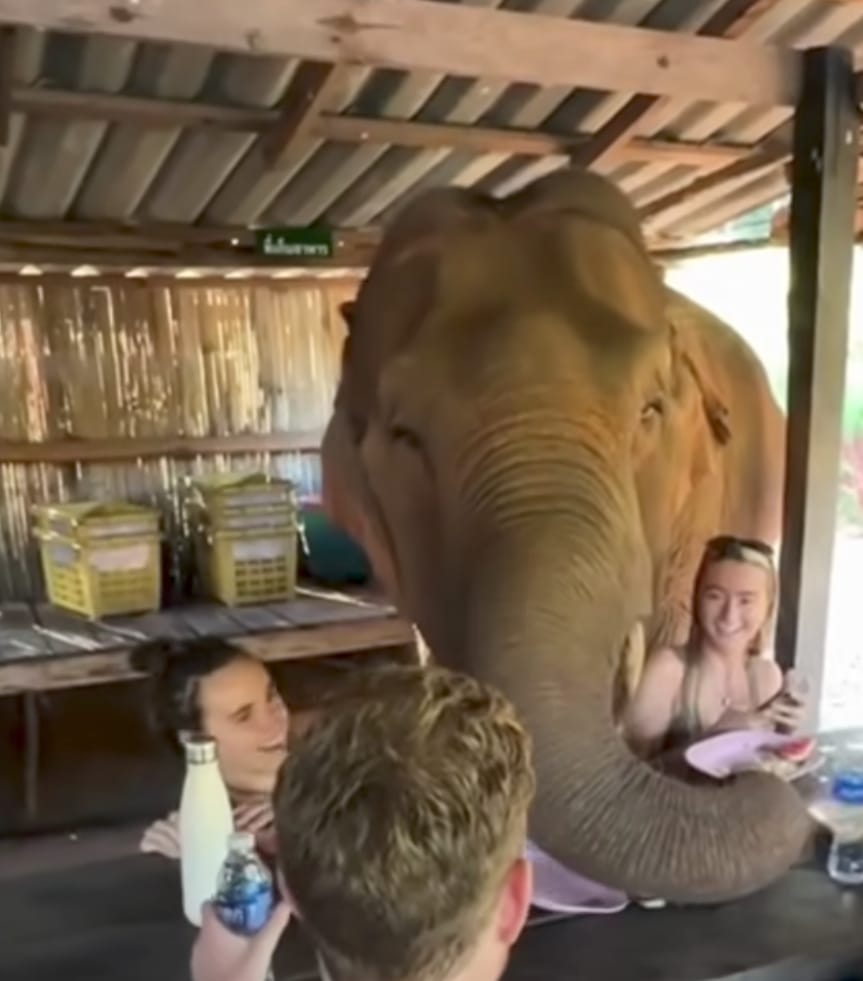 Elefante “roba” desayuno a turistas en África