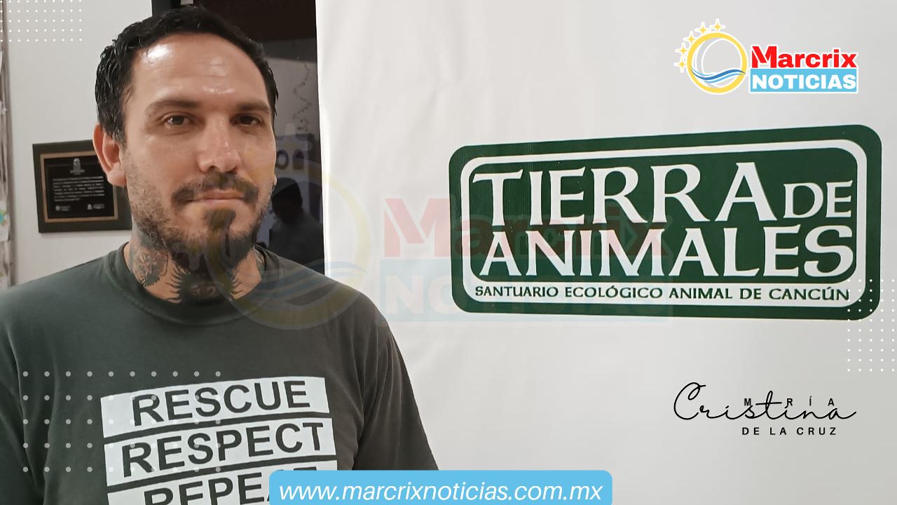 Caen 80% las adopciones de perritos maltratados de Cancún en el extranjero