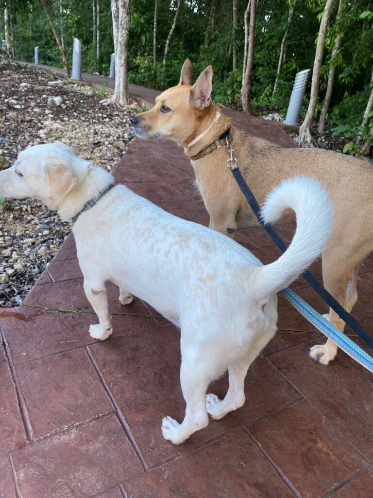 Caen 80% las adopciones de perritos maltratados de Cancún en el extranjero