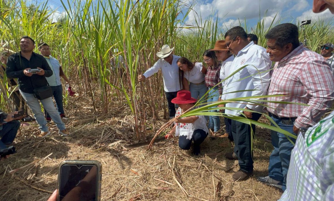 Cañeros de Quintana Roo tienen severos retos para la zafra 2024-2025