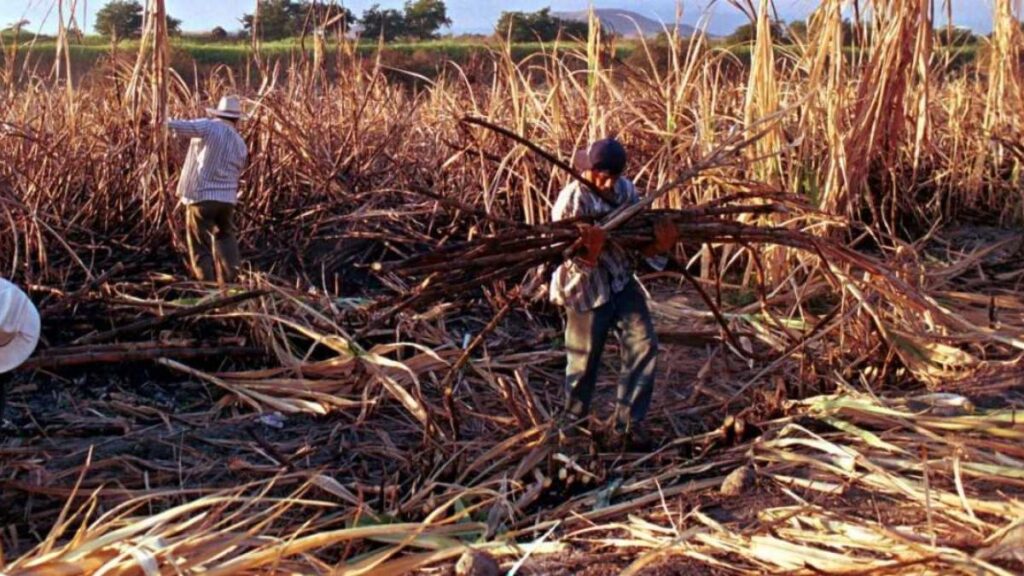 Cañeros de Quintana Roo tienen severos retos para la zafra 2024-2025