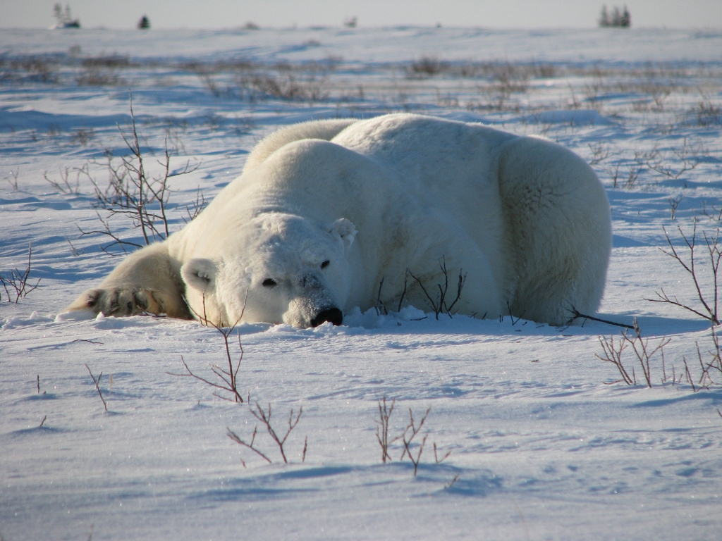 Hombre se enfrenta a oso polar en Canadá
