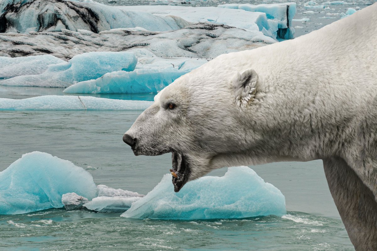 Hombre se enfrenta a oso polar en Canadá
