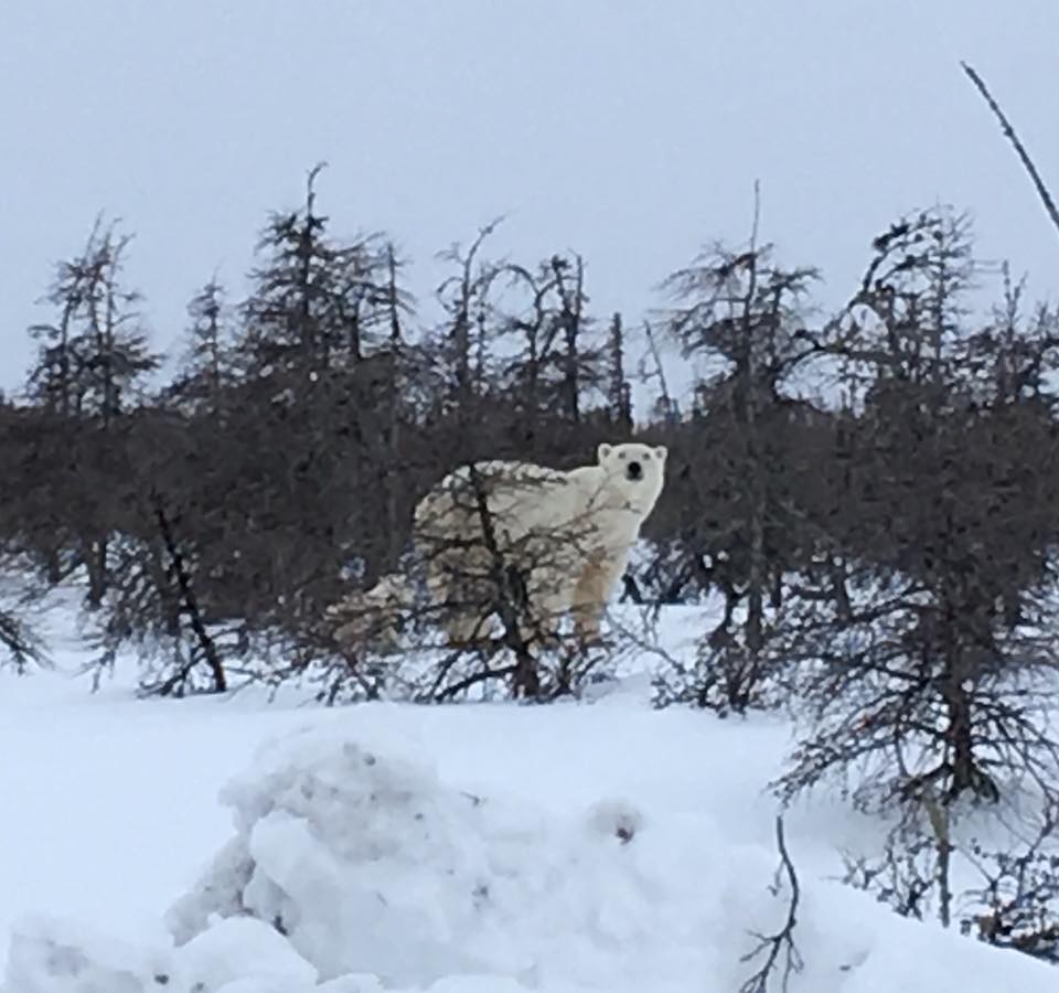 Hombre se enfrenta a oso polar en Canadá