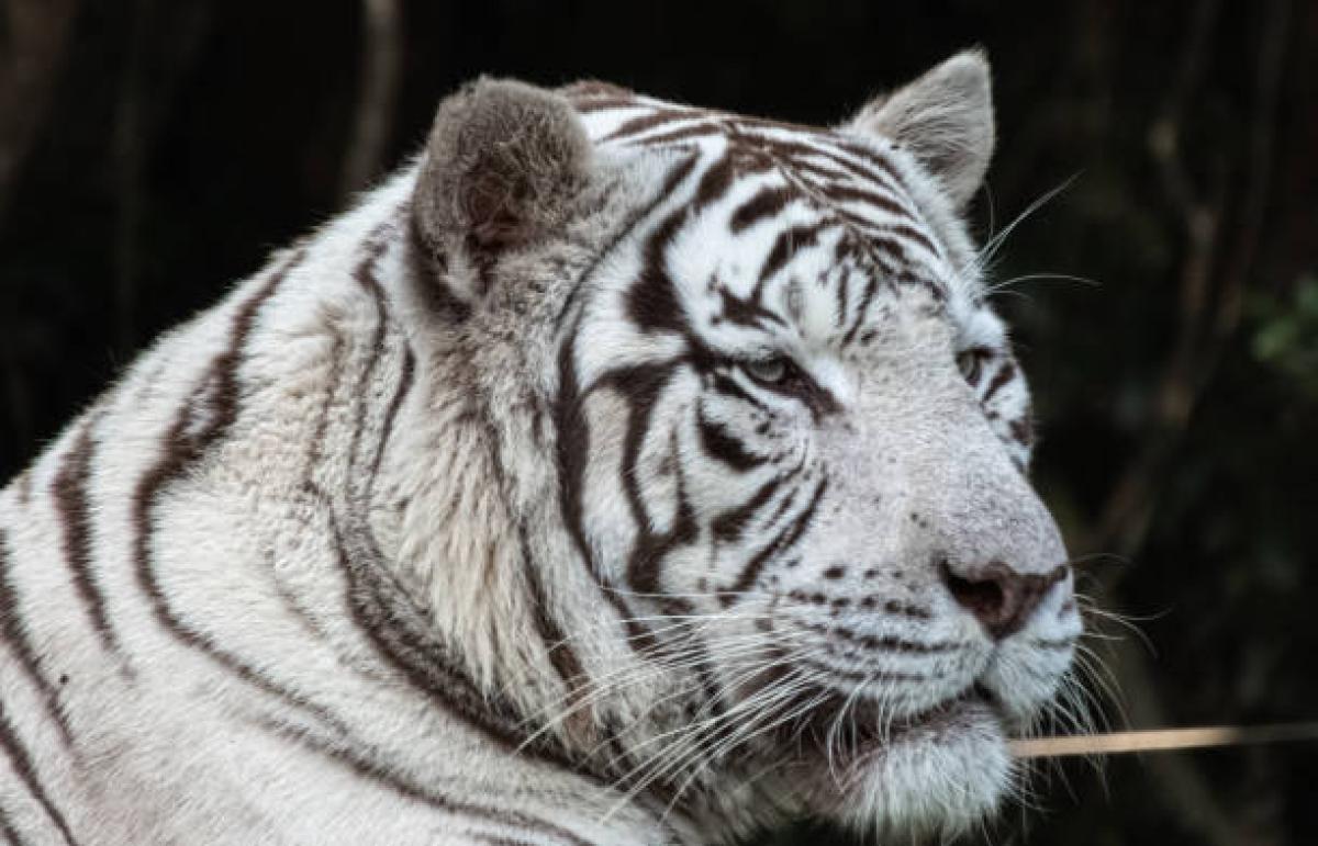 Rescatan a dos tigres blancos, abandonados en Sinaloa