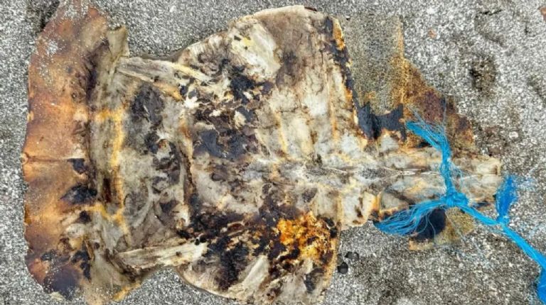 Fallecen tres personas en Filipinas tras comer una tortuga marina