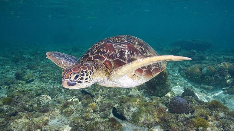 Fallecen tres personas en Filipinas tras comer una tortuga marina