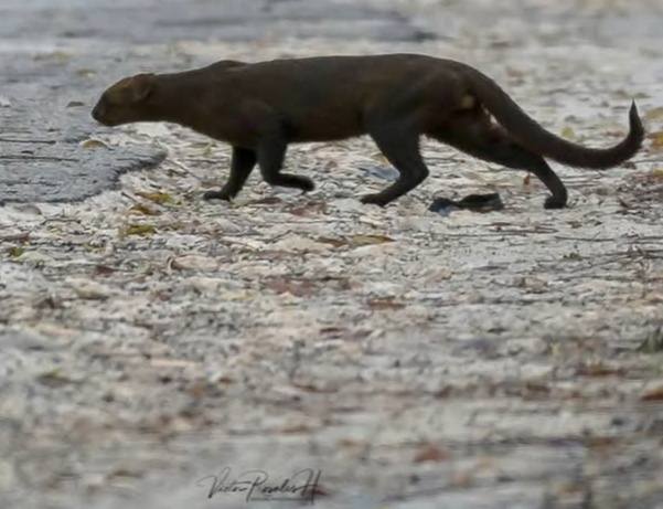 avistamiento de un jaguar negro también llamado jaguarundi en Mahahual
