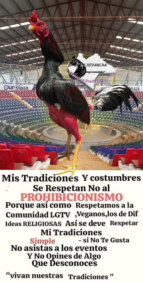 El gobierno estatal de Chiapas anunció este lunes la prohibición de las peleas de gallos y carreras de caballos como parte de las acciones para frenar la violencia