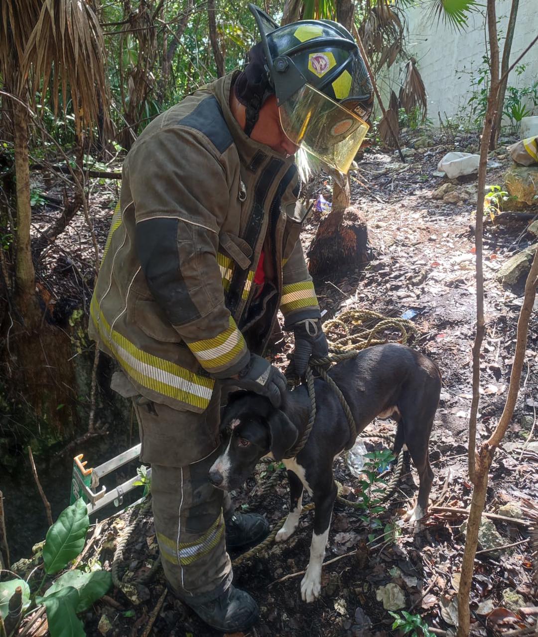 Un perrito mestizo color negro fue rescatado con éxito por los bomberos de Cancún, de un pozo de aproximadamente 5 metros de profundidad.