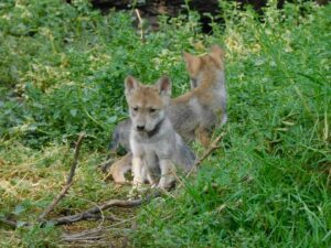El nacimiento de estas cuatro crías representa un avance significativo en los esfuerzos por asegurar la supervivencia del lobo mexicano, que actualmente se encuentra catalogado como “en peligro de extinción” por las autoridades ambientales.