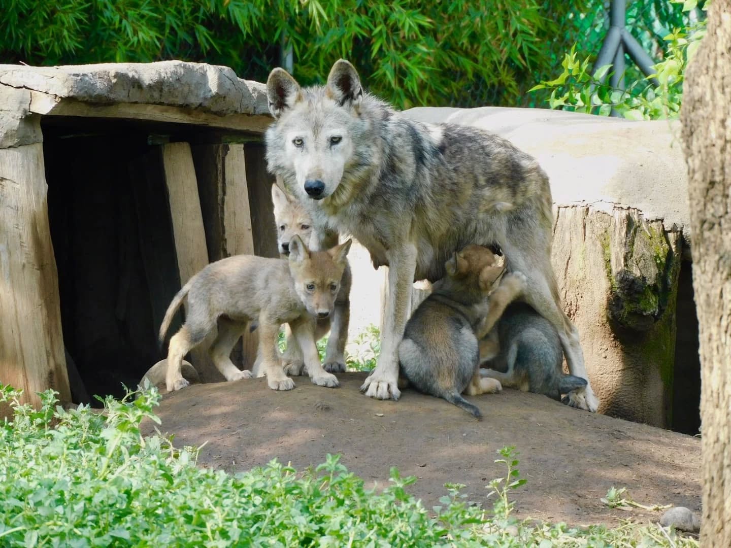 Nacen cuatro crías de lobo mexicano en el Centro de Conservación de San Juan de Aragón