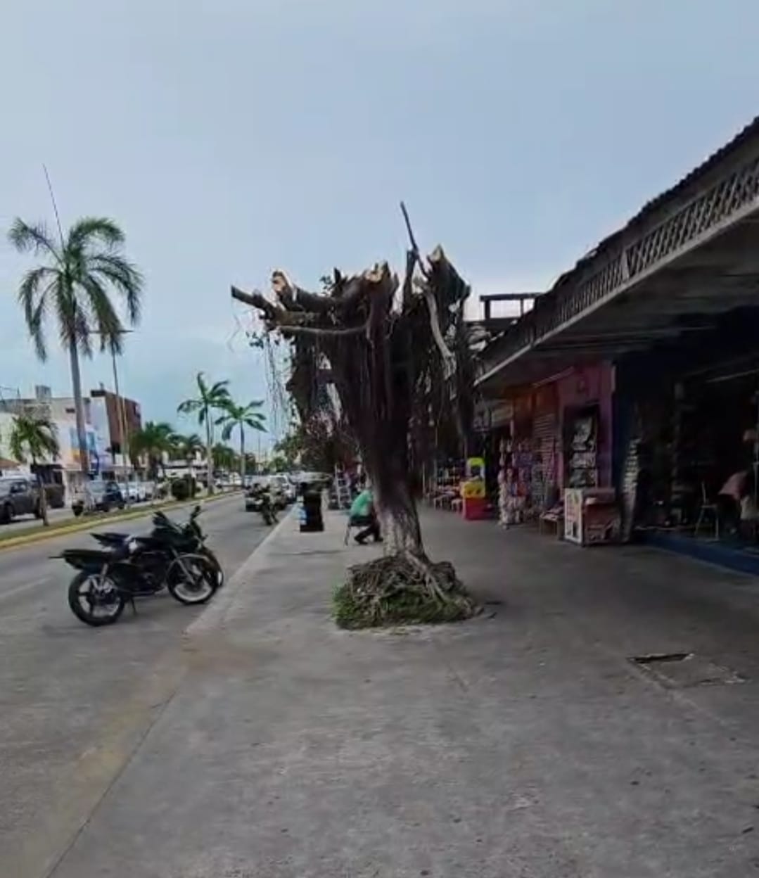 En Chetumal, sin el equipo necesario para realizar la poda de los árboles Ficus, el personal de Servicios Públicos a punta de machete los podó