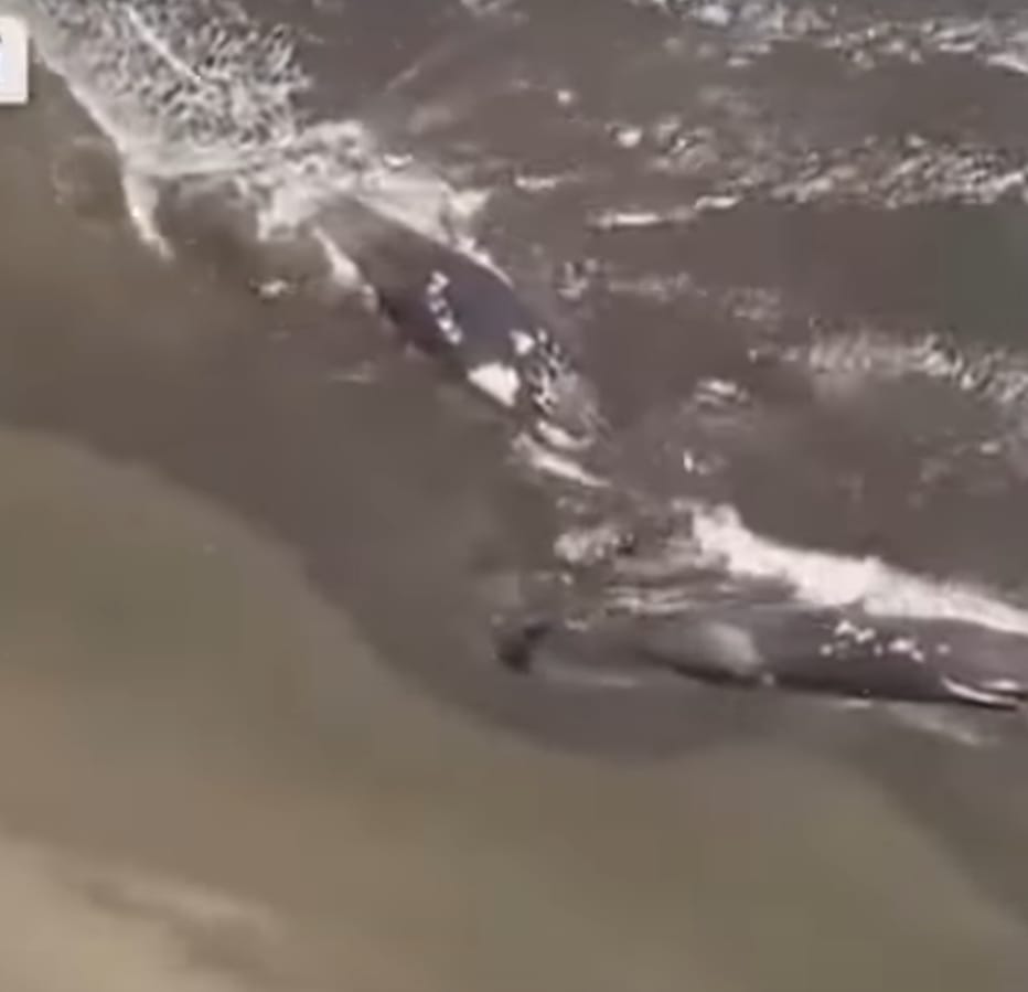 A través de un impactante video ofrecido por la cadena NHK, se observa la presencia de al menos cuatro ballenas cerca de las playas de Japón.