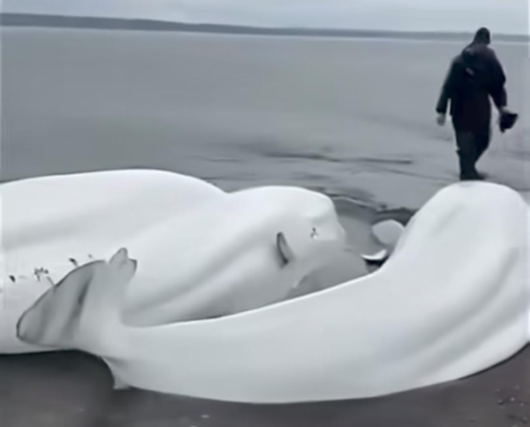 Los pescadores de Rusia lograron devolver al mar a las cinco ballenas que quedaron varadas en la playa tras fuerte marea.