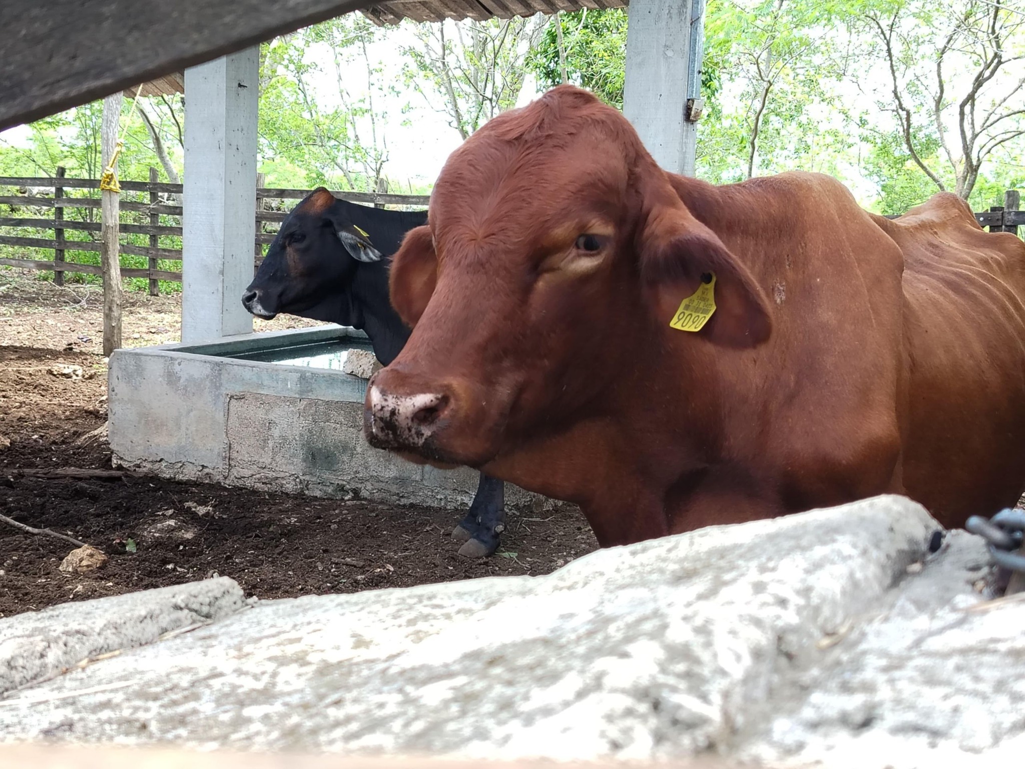 Se contabilizan 46 casos de animales infectados por el Gusano Barrenador en todo Yucatán, tres de los cuales se han registrados en perros