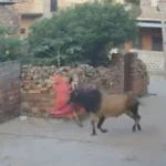 Toro embiste a abuelita  en India
