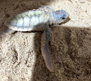Nace tortuga albina en Cozumel