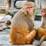 Bebé muere tras ser arrojado por monos a un tanque de agua  en India